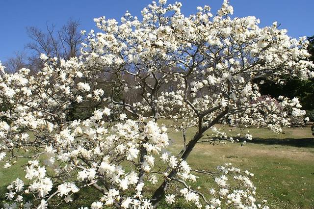 Magnolia stellata : arbuste en pleine floraison