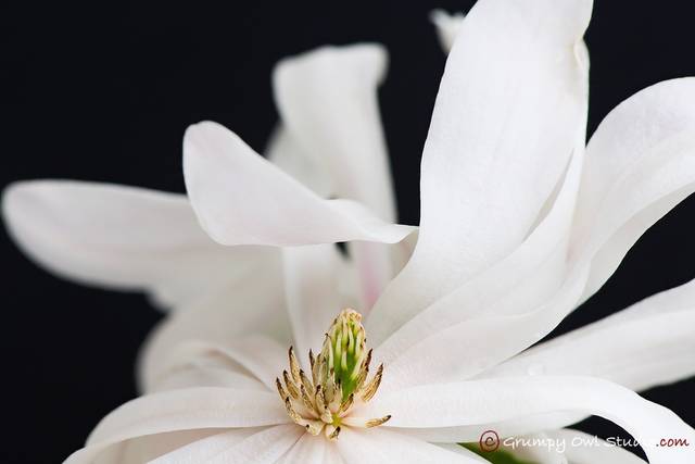 Zoom sur une fleur de Magnolia stellata