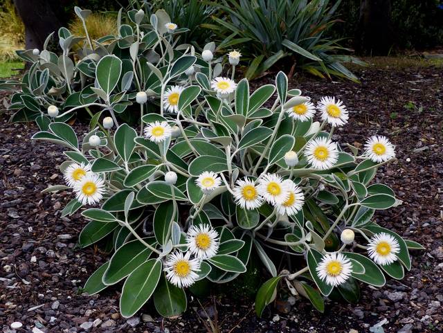 Marguerite de Nouvelle-Zélande, Pachystegia insignis