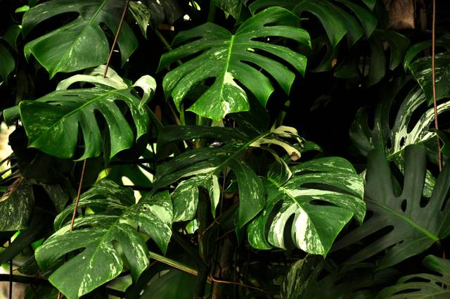 Monstera deliciosa 'variegata'