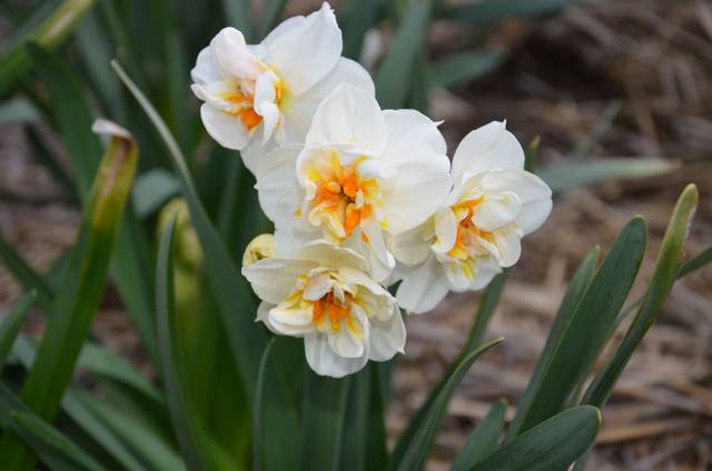 Narcisse en bouquet Sir Winston Churchill
