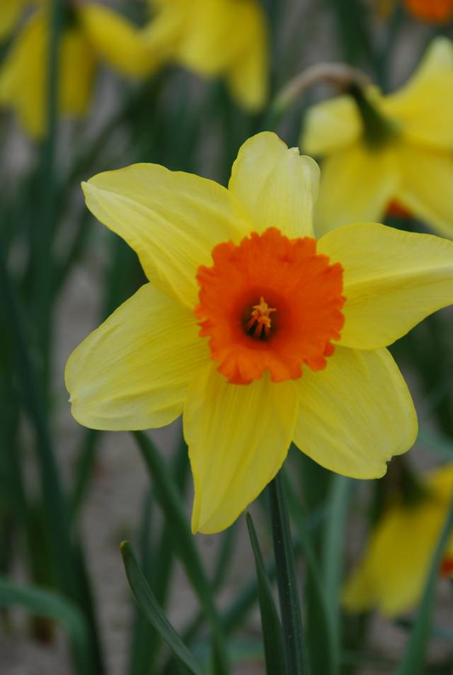 Narcisse Juanita