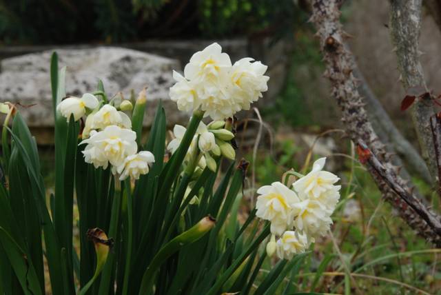 Narcisse pluriflore Erlicheer
