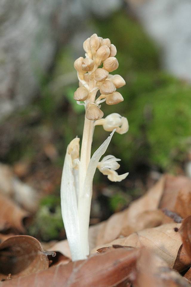 Orchidée néottie nid d'oiseau (Neottia nidus-avis)