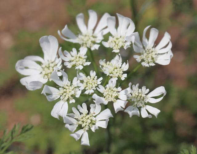 Orlaya grandiflora : détail de la fleur