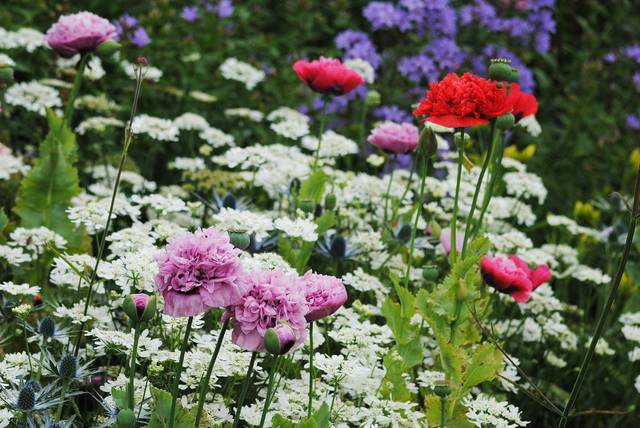Massif de Caucalis à grandes fleurs mélangés à des pavots variés