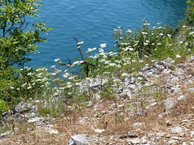 Orlaya grandiflora en milieu naturel