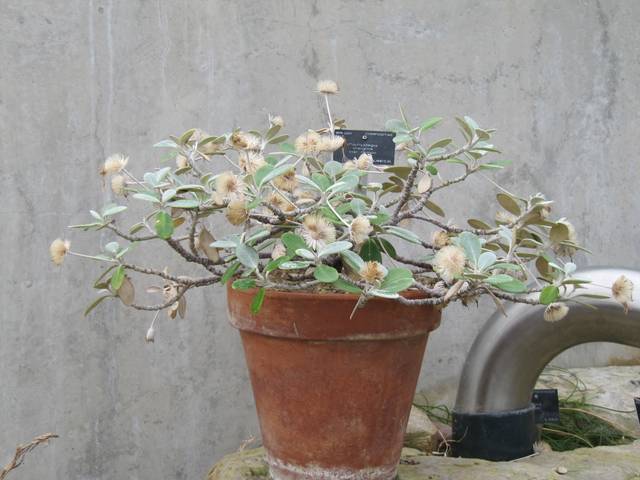 Pachystegia insignis en pot