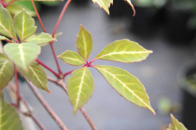 Vigne vierge de Henry (Parthenocissus henryana)