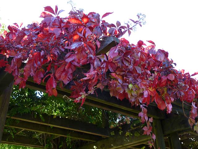 Vigne vierge de Virginie (Parthenocissus quinquefolia) grimpant sur une pergola