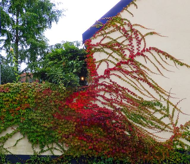 Parthenocissus tricuspidata couvrant une façade