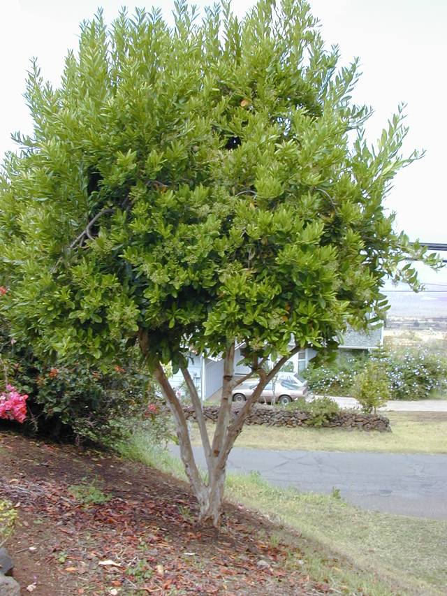 Piment de la Jamaïque (Pimenta dioica)