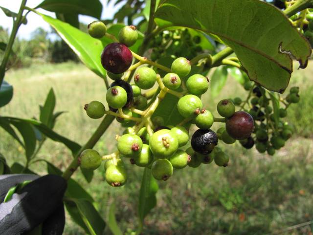 Piment de la Jamaïque : feuilles et baies