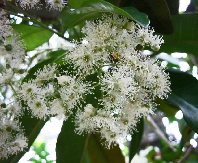 Piment de la Jamaïque : floraison