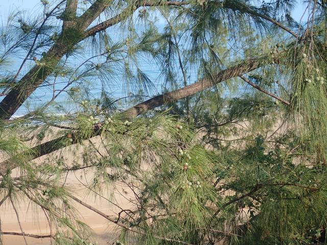 Casuarina cunninghamiana, pin australien