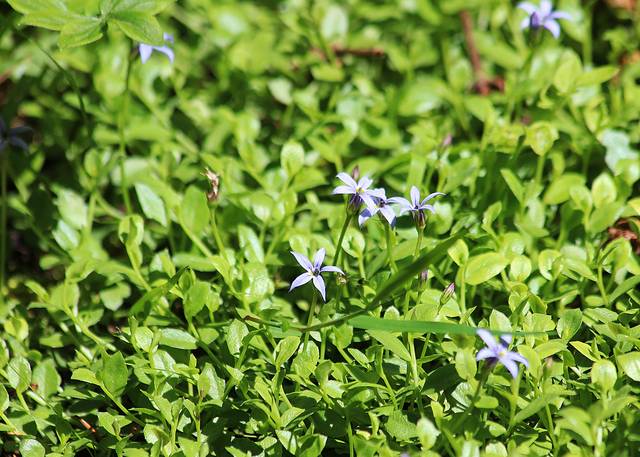 Pratia pedunculata