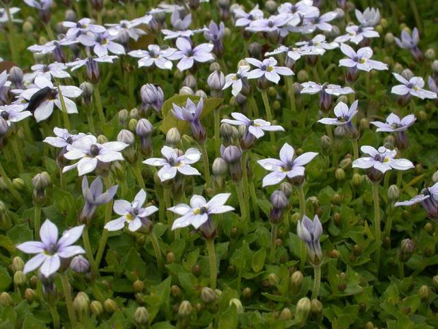 Pratia pedunculata (Isotoma fluviatilis)