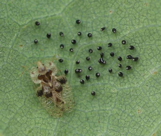 Punaise du chêne (Corythucha arcuata) avec des œufs sur la face inférieure d'une feuille de chêne