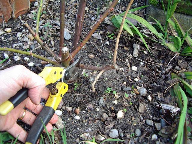 Sécateur à lames croissantes