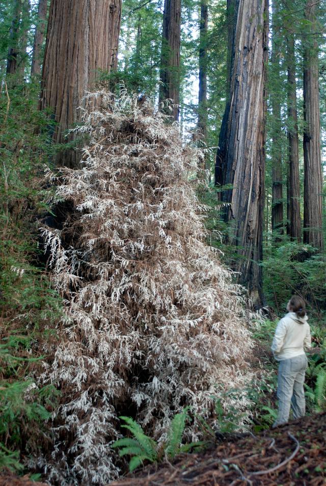 Sequoia albinos