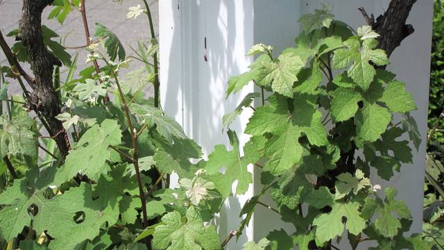 Vitis vinifera 'Purpurea'