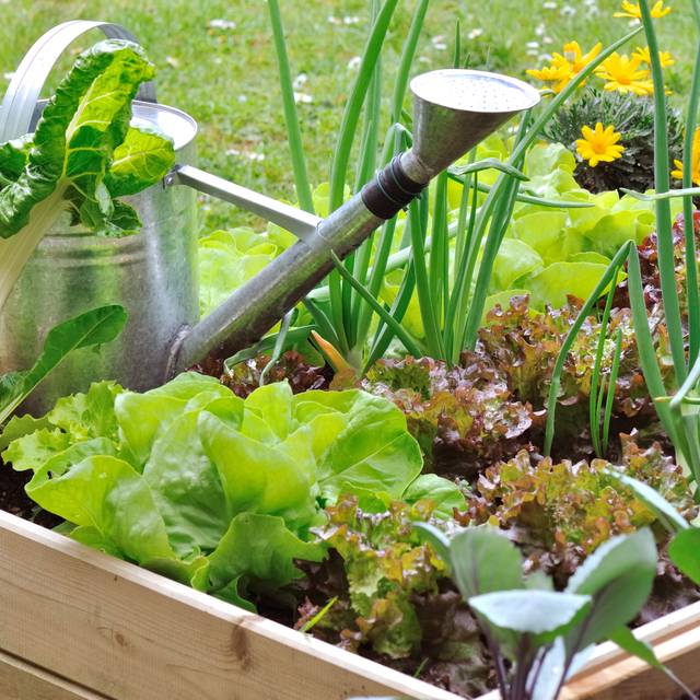 Kit de graines - Mon premier potager (Coco / Adobe Stock)