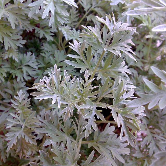 Absinthe - Artemisia absinthium (epanto)