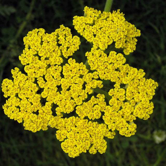 Achillea filipendulina - Achillée (HQ)