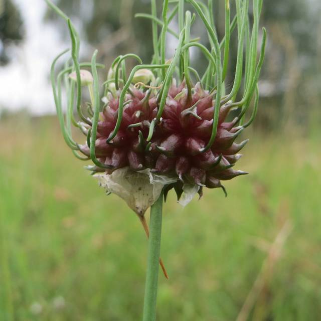 Ail rocambole - Allium scorodoprasum (Andreas Rockstein)