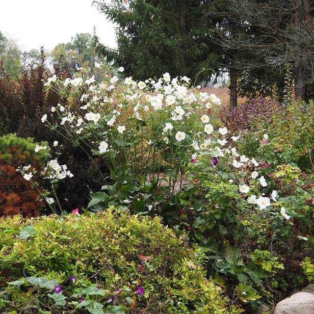 Anémone du Japon à fleurs blanches ('Honorine Jobert') en massif (F. D. Richards)