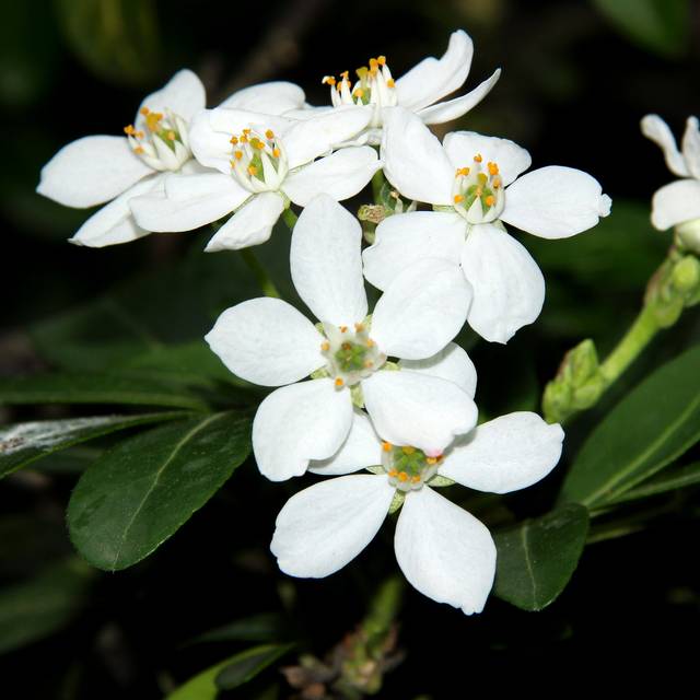 Choisya ternata - Oranger du Mexique - Fleurs (manuel m. v.)