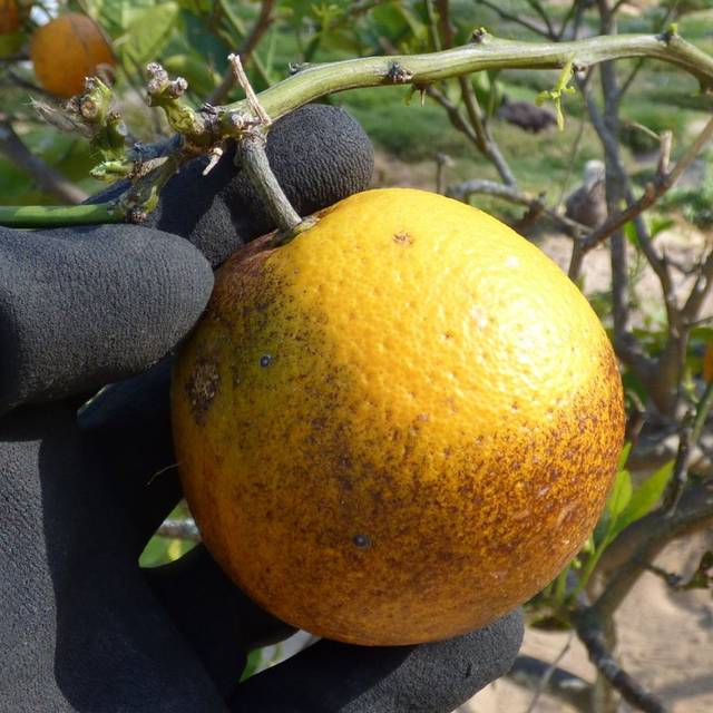 Citronnier 'Meyer' (Forest and Kim Starr)