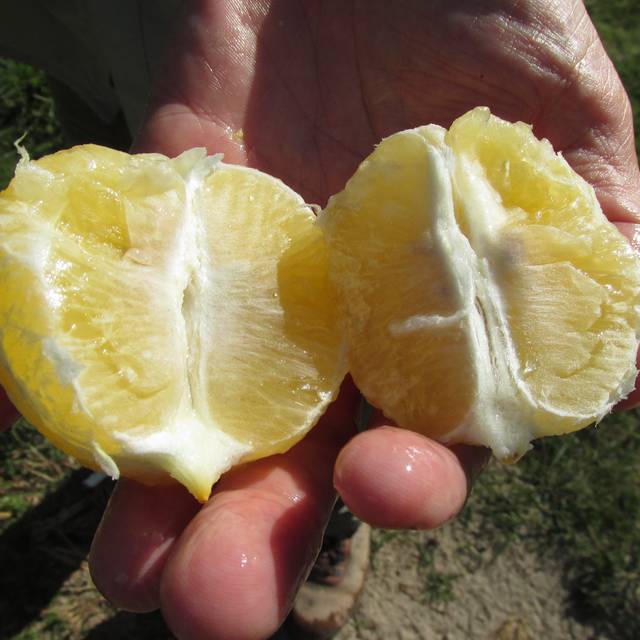 Citronnier 'Meyer' - pulpe du fruit (Forest and Kim Starr)