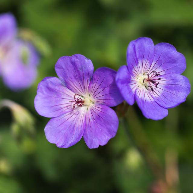Géranium vivace 'Rozanne' fleurs ( UC Davis Arboretum and Public Garden)