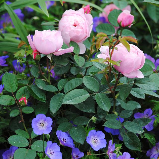 Géranium vivace 'Rozanne' au pied d'un rosier (Mark / flickr.com)