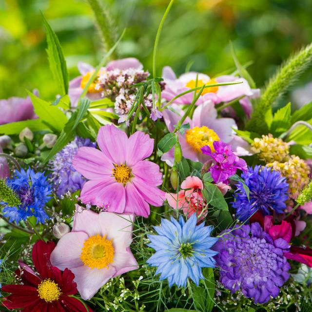 Kit de graines - Mes bouquets d'été (DoraZett / Adobe Stock)