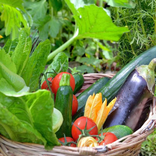 Kits de graines - Mes légumes du Soleil (Coco / Adobe Stock)