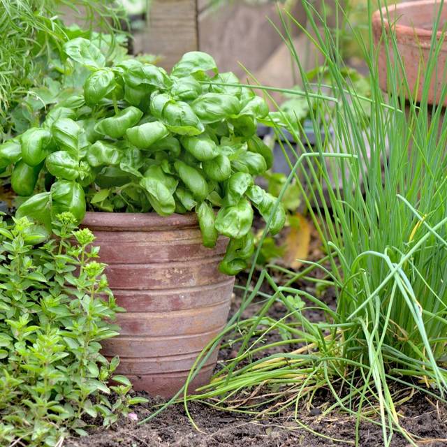 Kits de graines - Mes plantes aromatiques à semer (Coco / Adobe Stock)