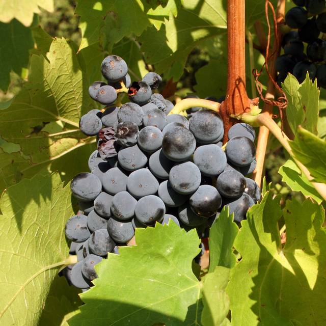 Grappe de Muscat de Hambourg (helenedevun / stock.adobe.com)
