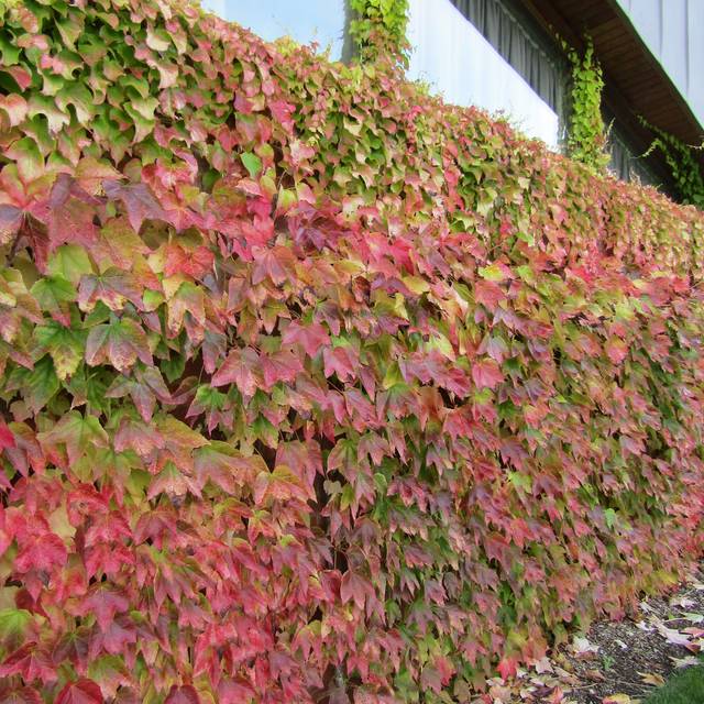 Parthenocissus tricuspidata - Vigne vierge (Leonora (Ellie) Enking)