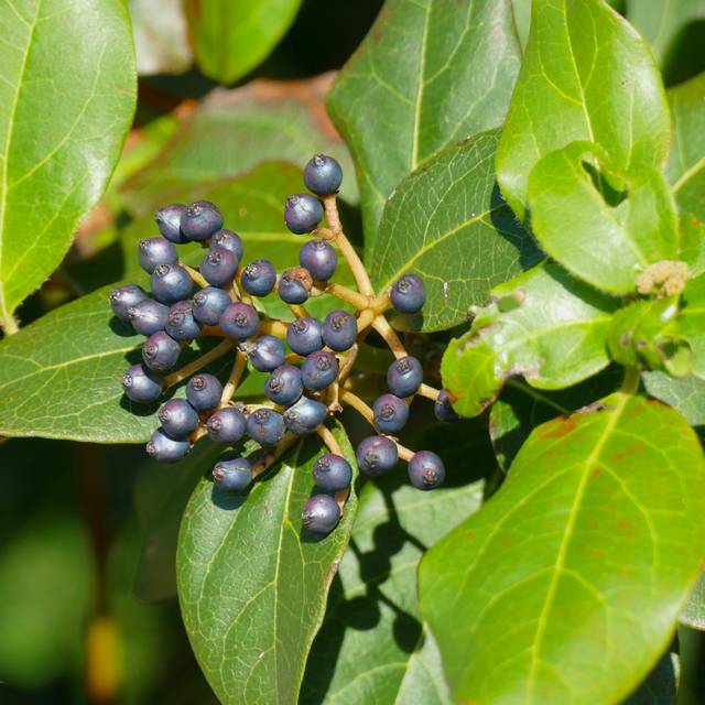 Viburnum tinus - baies (Bernard DUPONT)