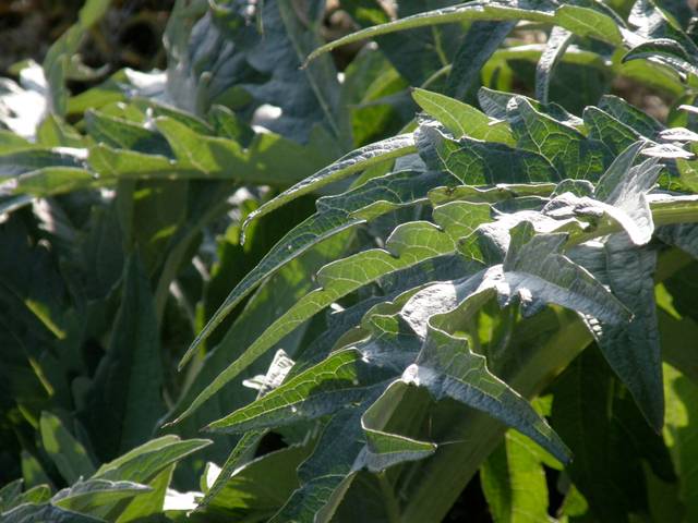 Feuilles de cardon