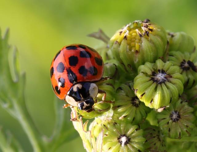 La coccinelle asiatique devient envahissante en Europe