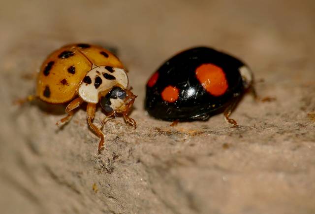 La coccinelle asiatique devient envahissante en Europe