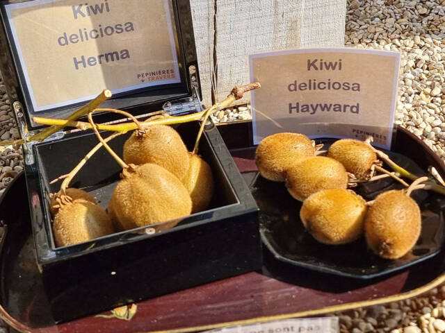 Comparaison entre les kiwis deliciosa Herma et Hayward
