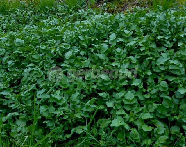 Cresson de fontaine, Nasturtium officinale