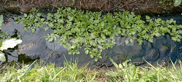 Cresson de fontaine, Nasturtium officinale