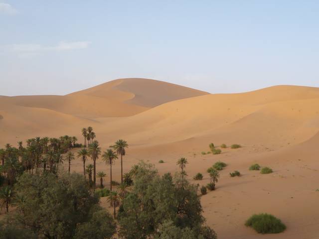 Dunes et palmeraie de Taghit (Sahara)