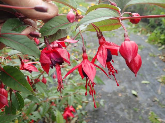 Fuchsia 'Lady Boothby'