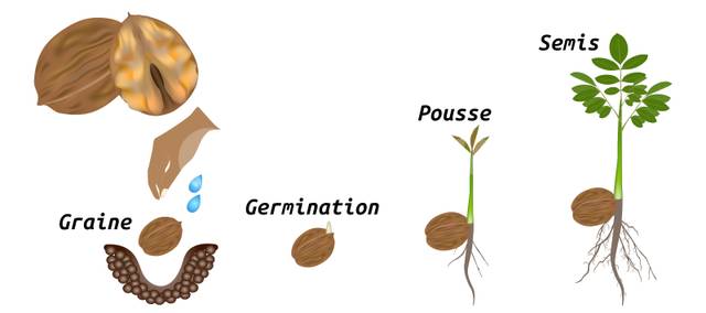 Germination d'une noix
